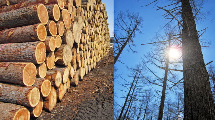 「カラマツ宣言」とは、当たり前のことを当たり前にやる、そこに立ち返ること 三五工務店