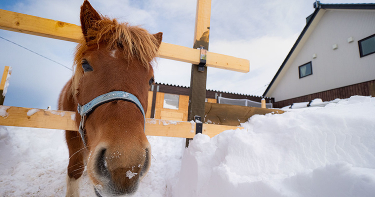 馬を飼うため札幌近郊に移住！かわいい薪ストーブの家 当別町･Kさん/辻野建設工業