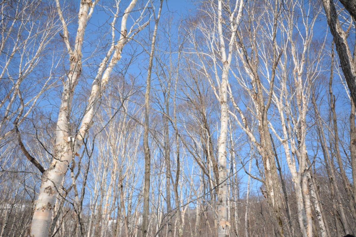 住宅の木材は近所の山から 白樺プロジェクトin江丹別 旭川 その１ いえズーム Iezoom