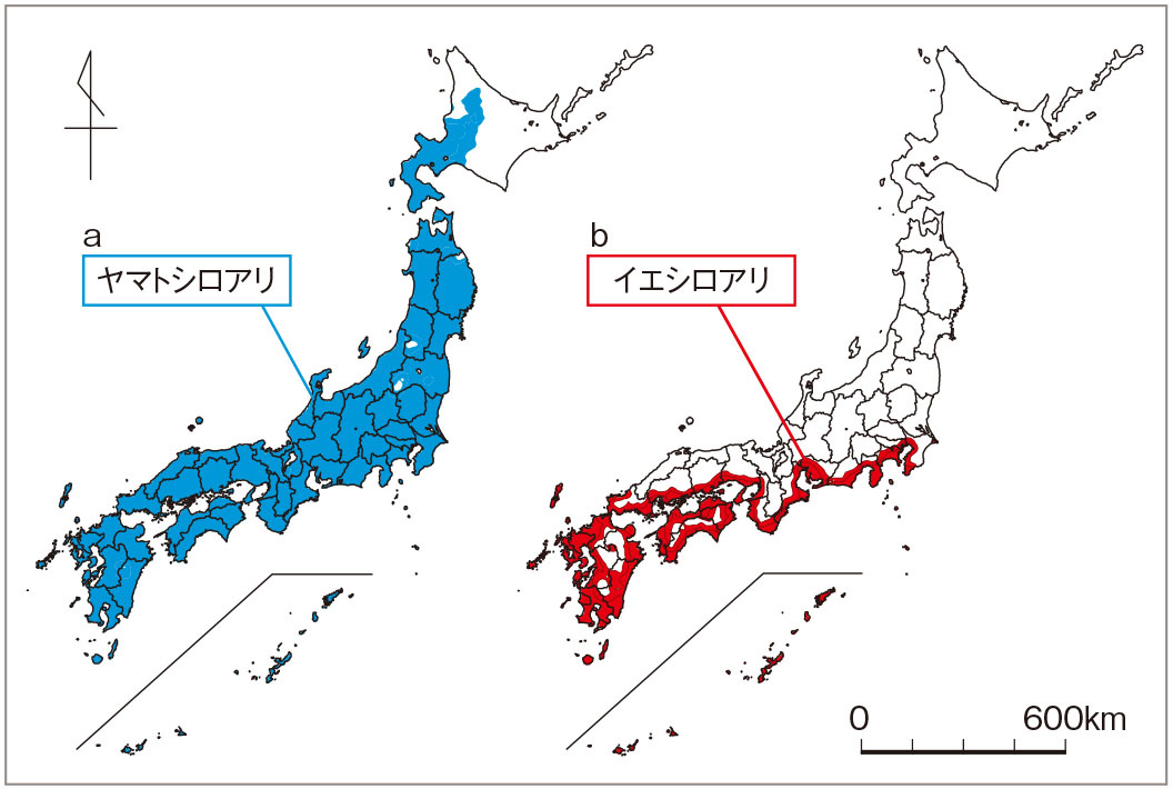 北海道でも住宅のシロアリ被害急増 予防策は いえズーム Iezoom